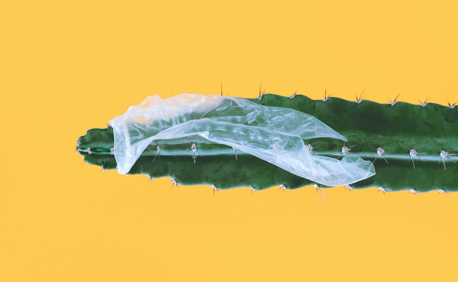 Zlomený kondóm prilepený na kaktus